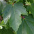 OCTOBER GLORY MAPLE Acer rubrum (October Glory)