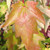 OCTOBER GLORY MAPLE Acer rubrum (October Glory)