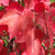 OCTOBER GLORY MAPLE Acer rubrum (October Glory)
