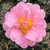 CAMELLIA Camellia japonica (Pink Icicle)
