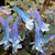 BLUE CORYDALIS Corydalis  (Blue Heron)