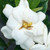 HARDY GARDENIA Gardenia jasminoides (Steady As She Goes)