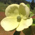 EVERGREEN DOGWOOD Cornus capitata (Mountain Moon)