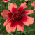 CORAL COREOPSIS Coreopsis  (Desert Coral)