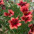 CORAL COREOPSIS Coreopsis  (Desert Coral)