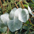 ARGYLE APPLE Eucalyptus cinerea