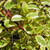 GOLD-VARIEGATED RED-TWIG Cornus sericea (Hedgerows Gold)
