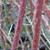 GOLD-VARIEGATED RED-TWIG Cornus sericea (Hedgerows Gold)