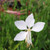 GAURA Gaura lindheimeri (Whirling Butterflies)