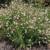 GAURA Gaura lindheimeri (Whirling Butterflies)