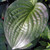 SUN-TOLERANT HOSTA Hosta  (Royal Standard)