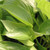 SUN-TOLERANT HOSTA Hosta  (Royal Standard)