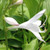 SUN-TOLERANT HOSTA Hosta  (Royal Standard)