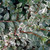 VARIEGATED ROCKSPRAY Cotoneaster horizontalis (Variegatus)