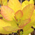 YELLOW-LEAVED SMOKEBUSH (Cotinus coggygria) "Golden Spirit"