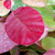 YELLOW-LEAVED SMOKEBUSH (Cotinus coggygria) "Golden Spirit"