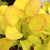YELLOW-LEAVED SMOKEBUSH (Cotinus coggygria) "Golden Spirit"