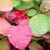 YELLOW-LEAVED SMOKEBUSH (Cotinus coggygria) "Golden Spirit"