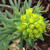 RED-LEAVED CYPRESS SPURGE Euphorbia cyparissias (Fens Ruby)