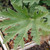 GIANT RHUBARB Gunnera chilensis (tinctoria)