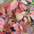 GRACE SMOKETREE (Cotinus grace) "Grace"