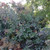 GRACE SMOKETREE (Cotinus grace) "Grace"
