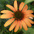 FRAGRANT ORANGE CONEFLOWER Echinacea  (Tangerine Dream)