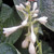 HOSTA (Hosta abiqua) Abiqua Drinking Gourd