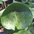 HOSTA (Hosta abiqua) Abiqua Drinking Gourd