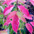 HYBRID DOGWOOD Cornus venus (Venus)
