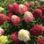 MULTI-COLORED PEEGEE HYDRANGEA Hydrangea paniculata (Little Lime Punch)