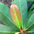 BLUEBERRY TREE (Elaeocarpus decipiens)