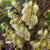 BLUEBERRY TREE (Elaeocarpus decipiens)