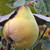FRUITING QUINCE Cydonia oblonga (Pineapple)