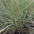 BLUE IDAHO FESCUE Festuca idahoensis (Siskiyou Blue)