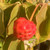 DOGWOOD Cornus kousa (Greensleeves)