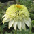 CONEFLOWER Echinacea  (Puff Vanilla)