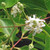 SEVEN-SONS PLANT Heptacodium miconioides