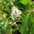SEVEN-SONS PLANT Heptacodium miconioides