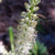 WHITE RUSHLILY Hastingsia alba