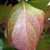 MOPHEAD HYDRANGEA Hydrangea macrophylla (Freedom)