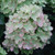 PEE GEE HYDRANGEA Hydrangea paniculata (Little Lime)