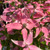 PINK-FLOWERING DOGWOOD Cornus kousa (Scarlet Fire)
