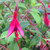 VERY HARDY FUCHSIA Fuchsia  (Riccartonii)
