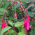VERY HARDY FUCHSIA Fuchsia  (Riccartonii)