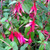 VERY HARDY FUCHSIA Fuchsia  (Riccartonii)