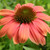 CONEFLOWER Echinacea  (Sombrero Hot Cora)