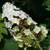 OAKLEAF HYDRANGEA Hydrangea quercifolia (Snow Queen)