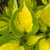HOSTA "Island Breeze"