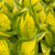 HOSTA "Island Breeze"